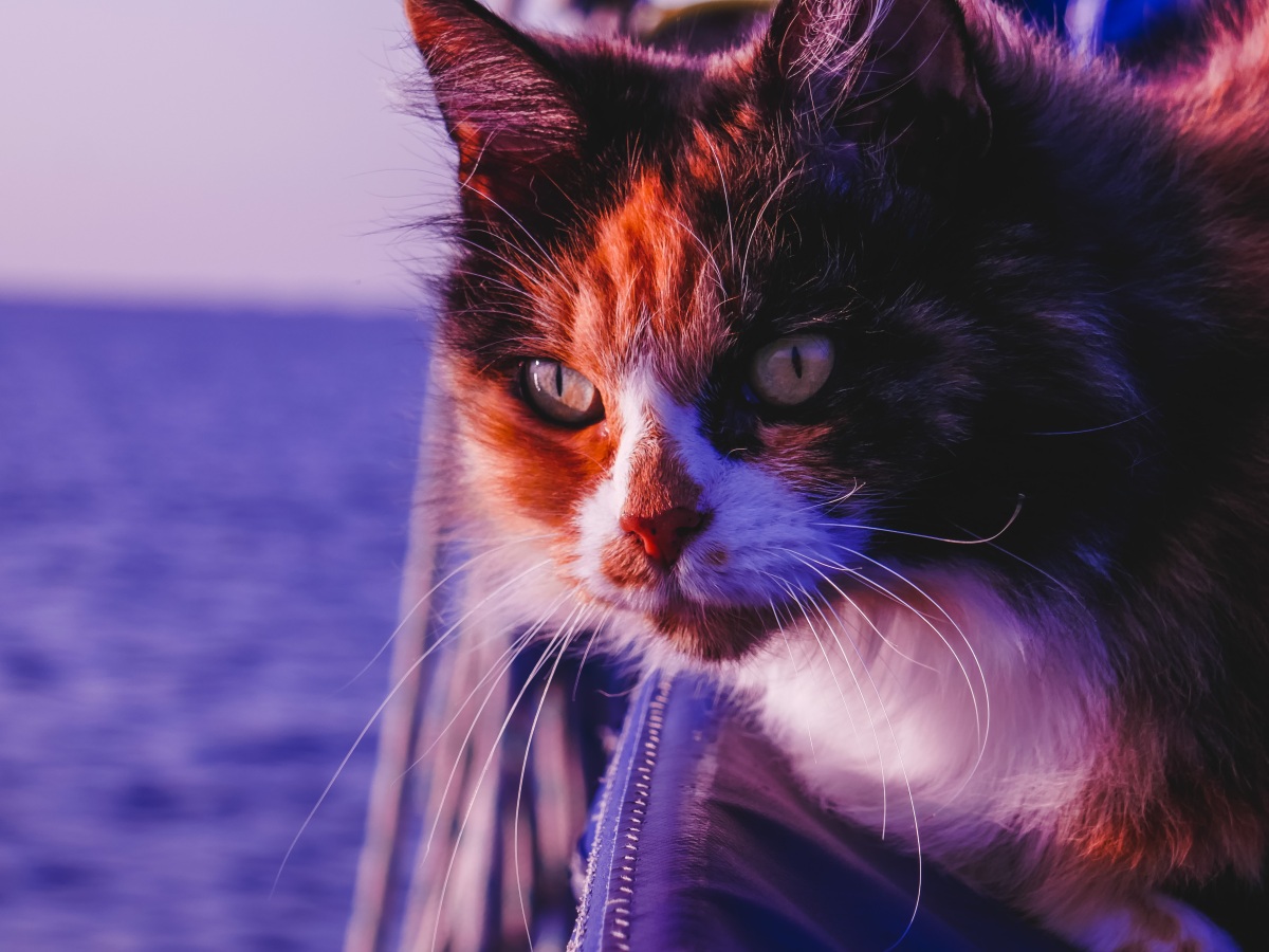 Essential Tips for Cat-Friendly Adventures at Sea